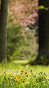 Preview wallpaper grass, dandelions, flowers, nature