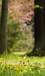 Preview wallpaper grass, dandelions, flowers, nature