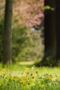 Preview wallpaper grass, dandelions, flowers, nature