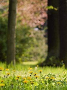 Preview wallpaper grass, dandelions, flowers, nature