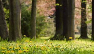 Preview wallpaper grass, dandelions, flowers, nature