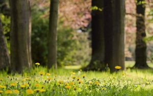 Preview wallpaper grass, dandelions, flowers, nature