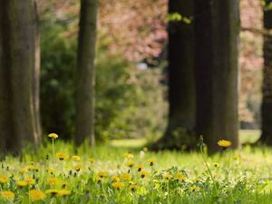 Preview wallpaper grass, dandelions, flowers, nature