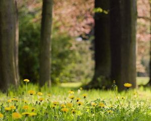 Preview wallpaper grass, dandelions, flowers, nature