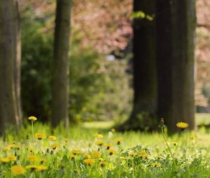 Preview wallpaper grass, dandelions, flowers, nature