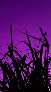 Preview wallpaper grass, dark, sky, purple, dusk