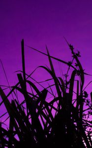 Preview wallpaper grass, dark, sky, purple, dusk