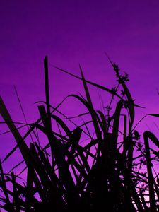 Preview wallpaper grass, dark, sky, purple, dusk