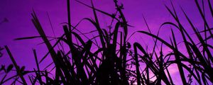 Preview wallpaper grass, dark, sky, purple, dusk