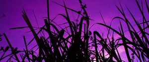 Preview wallpaper grass, dark, sky, purple, dusk