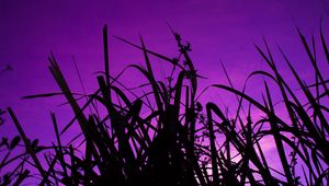 Preview wallpaper grass, dark, sky, purple, dusk