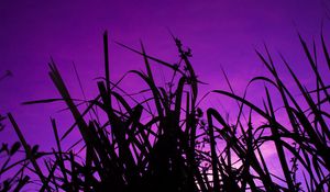 Preview wallpaper grass, dark, sky, purple, dusk