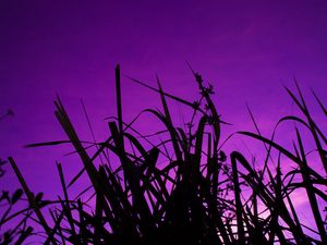 Preview wallpaper grass, dark, sky, purple, dusk