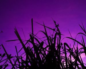 Preview wallpaper grass, dark, sky, purple, dusk