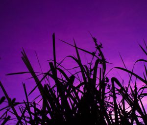 Preview wallpaper grass, dark, sky, purple, dusk