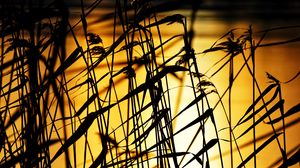 Preview wallpaper grass, dark, sunset, dusk, plants