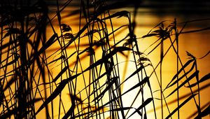 Preview wallpaper grass, dark, sunset, dusk, plants