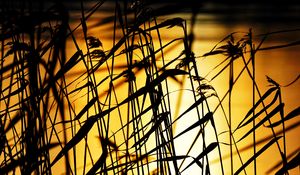 Preview wallpaper grass, dark, sunset, dusk, plants