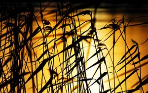 Preview wallpaper grass, dark, sunset, dusk, plants