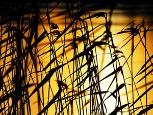 Preview wallpaper grass, dark, sunset, dusk, plants