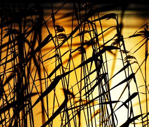 Preview wallpaper grass, dark, sunset, dusk, plants