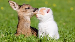 Preview wallpaper grass, deer, bokeh, kitten