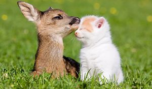 Preview wallpaper grass, deer, bokeh, kitten