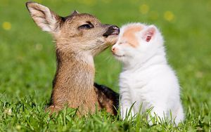 Preview wallpaper grass, deer, bokeh, kitten