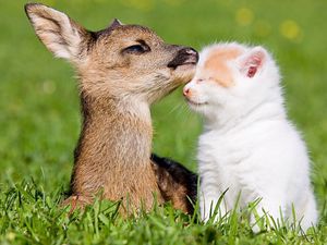 Preview wallpaper grass, deer, bokeh, kitten