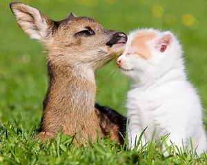 Preview wallpaper grass, deer, bokeh, kitten