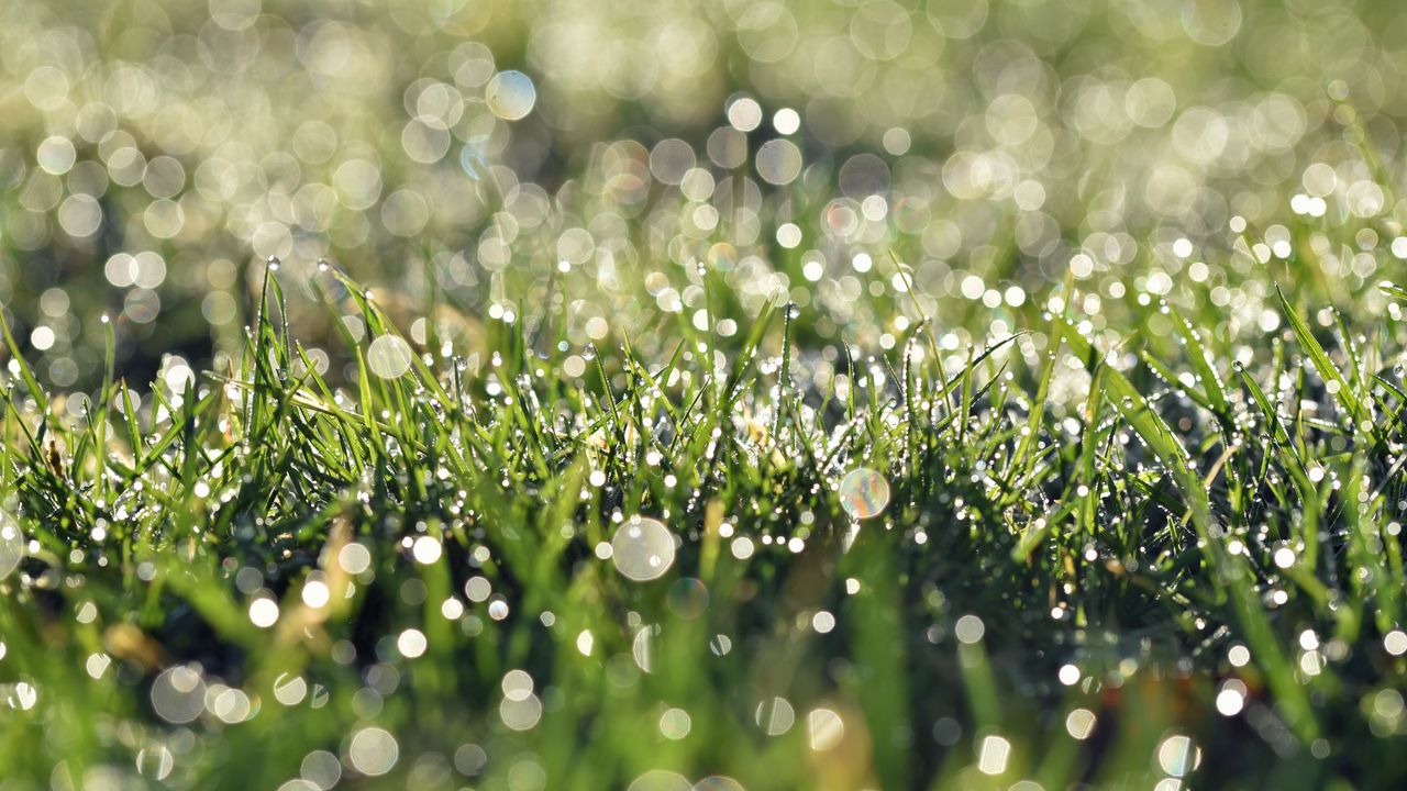 Wallpaper grass, dew, bokeh, macro, green