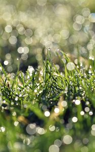 Preview wallpaper grass, dew, bokeh, macro, green