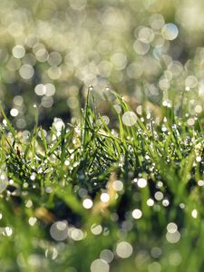 Preview wallpaper grass, dew, bokeh, macro, green