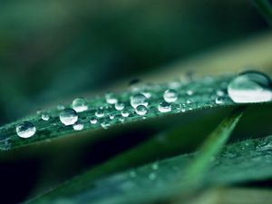 Preview wallpaper grass, dew, drop, light