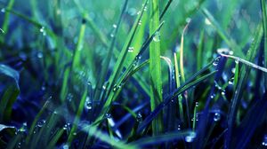 Preview wallpaper grass, dew, drop, shadow