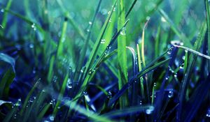 Preview wallpaper grass, dew, drop, shadow