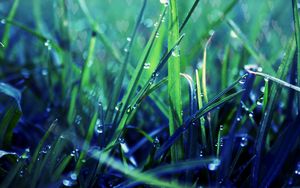 Preview wallpaper grass, dew, drop, shadow