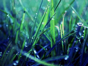 Preview wallpaper grass, dew, drop, shadow