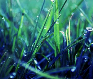 Preview wallpaper grass, dew, drop, shadow