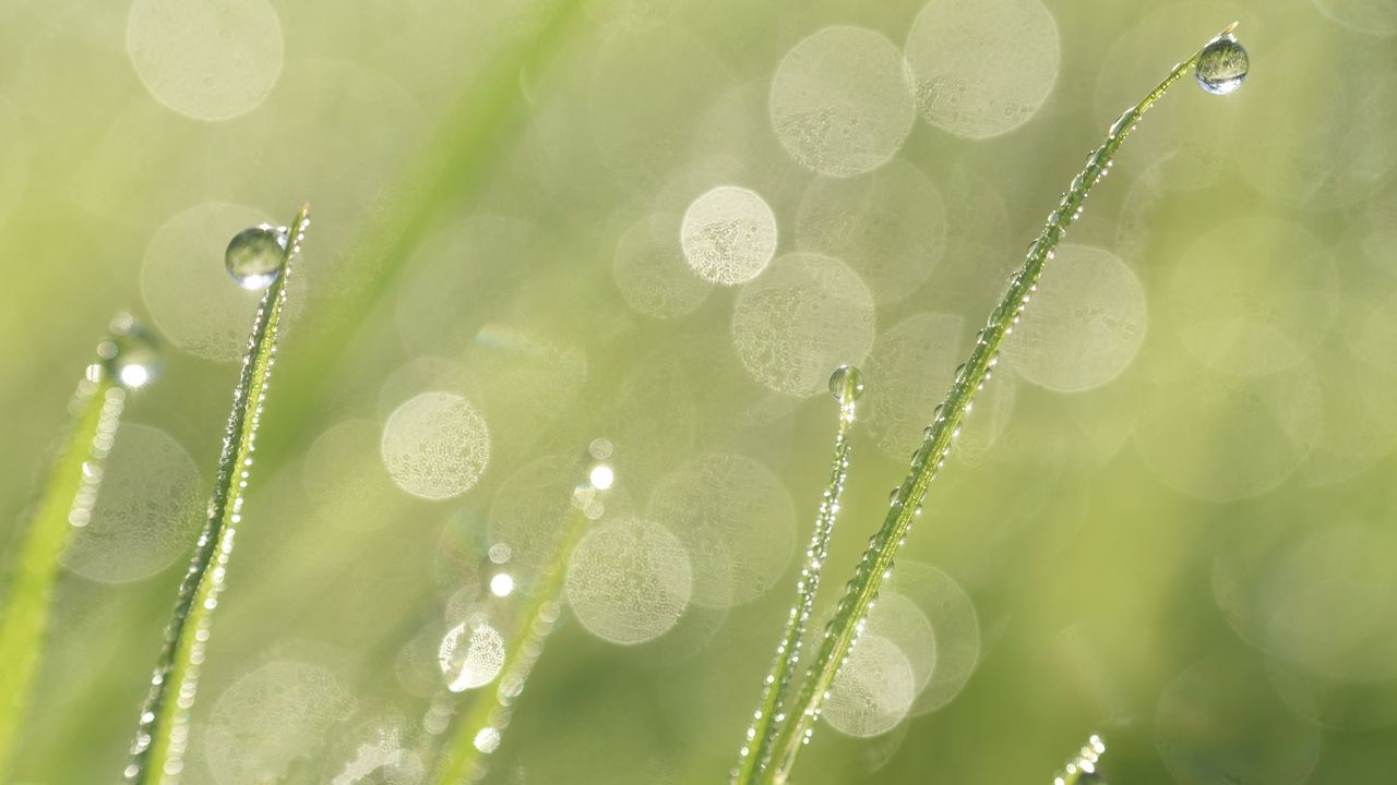 Wallpaper grass, dew, drops, rain, macro, blur