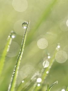 Preview wallpaper grass, dew, drops, rain, macro, blur