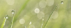 Preview wallpaper grass, dew, drops, rain, macro, blur