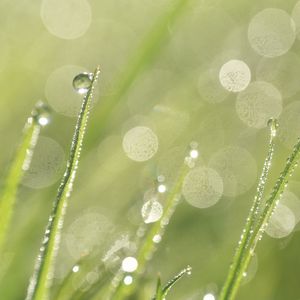 Preview wallpaper grass, dew, drops, rain, macro, blur