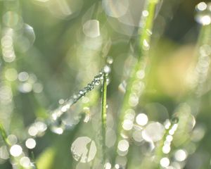 Preview wallpaper grass, dew, drops, rain, bokeh, light, macro