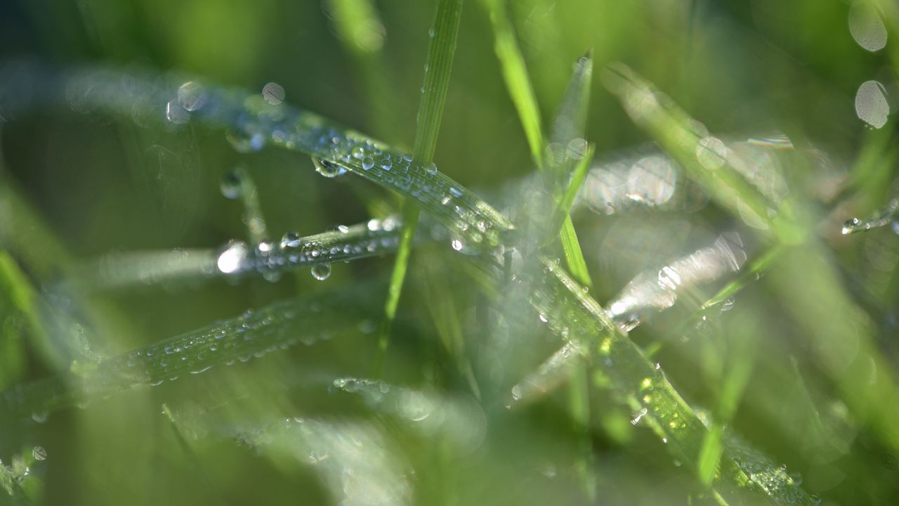 Wallpaper grass, dew, drops, water, macro, blur