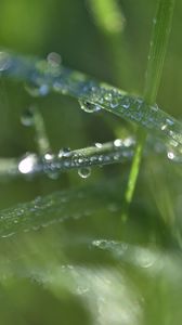 Preview wallpaper grass, dew, drops, water, macro, blur