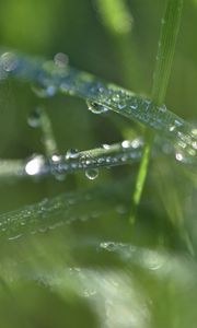 Preview wallpaper grass, dew, drops, water, macro, blur