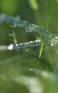 Preview wallpaper grass, dew, drops, water, macro, blur