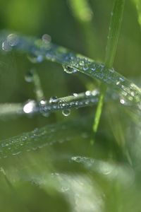 Preview wallpaper grass, dew, drops, water, macro, blur