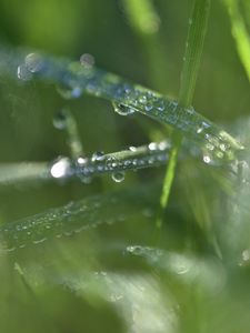 Preview wallpaper grass, dew, drops, water, macro, blur